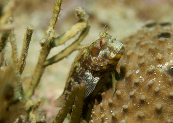 Seaweed Blenny, picture taken in south east Florida.