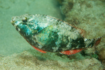 Fototapeta na wymiar Redband Parrotfish, zdjęcie zrobione w południowo-wschodniej Florydzie.
