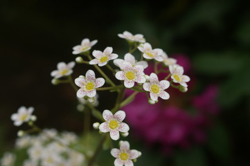 Rundblatt  Steinbrech