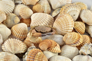 conchiglie con granchio
