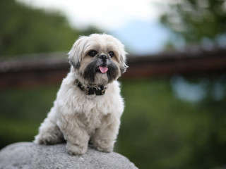 Naklejka na ściany i meble Cute funny shih tzu breed dog outdoors barking