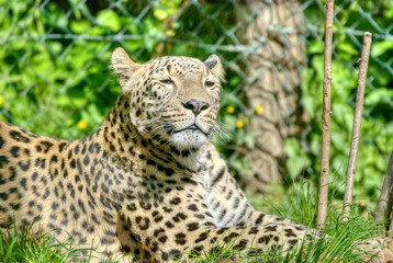 Fototapeta na wymiar HDR Leopard