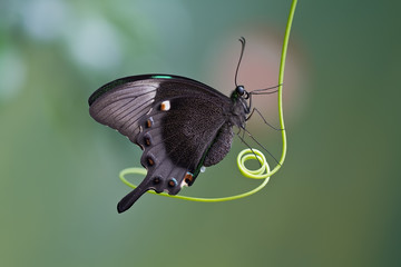 Butterfly, Mariposa Mito