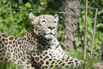HDR de léopard