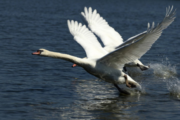 flying swans