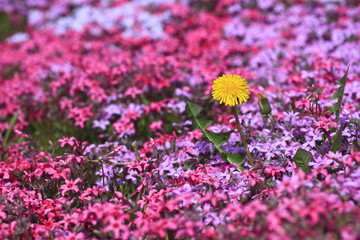 Obraz premium たんぽぽと芝桜