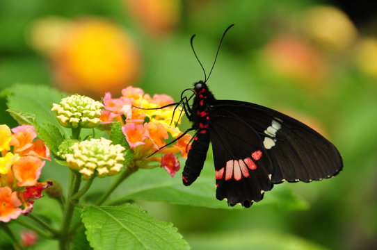 Pink Cattleheart Butterfly