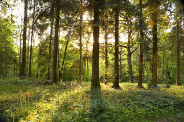 Fototapeta premium Sunset through spring forest.