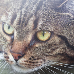 portrait of a beautiful striped cat outdoor