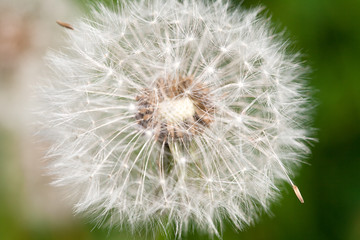 dandelion against the background of green grass