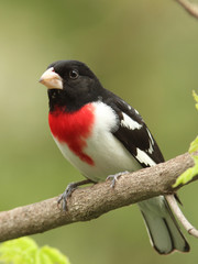 Rose-breasted Grosbeak (Pheucticus ludovicianus)
