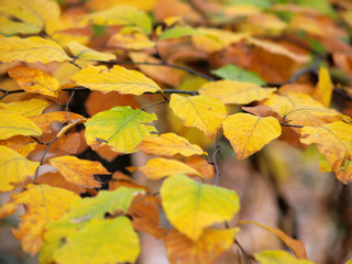Maple leaves in autumn colours