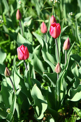 Opening beautiful spring flowers