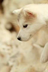 Alaska Puppies