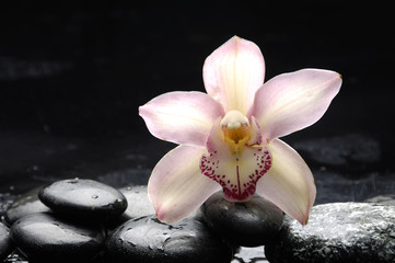 Beautiful pink orchid and therapy stones