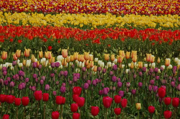 Fototapeta premium Tulip field