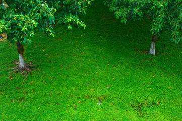 lawn with tree