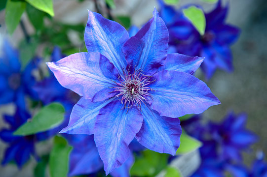 fiori 1307