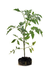 plant de tomates