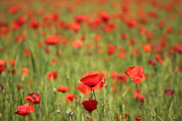 Champ de coquelicots en fin de journée