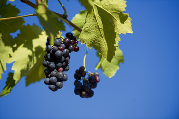 Weinrebe mit Weintrauben