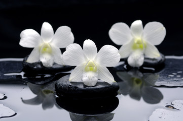 Obraz na płótnie Canvas Spa Martwa natura z pięknej białej orchidei w terapii kamieniami