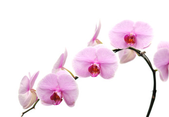 Naklejka na ściany i meble Pink Orchid Pink Orchid kwiaty