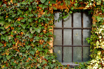 Lattice window and ivy