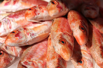 Poissons Rouget Grondin