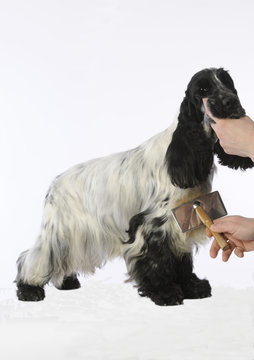 373 Best Cocker Spaniel Anglais Images Stock Photos Vectors Adobe Stock