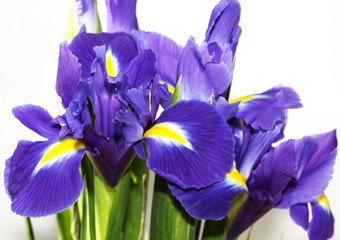 purple iris