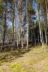 Fototapeta premium Siberian forest