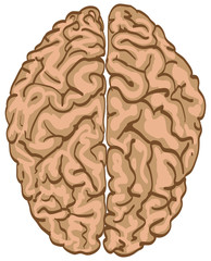 human color brain isolated - illustration