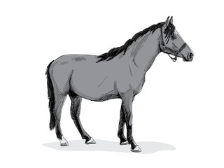 Obraz na płótnie Canvas isolated gray standing horse - illustration