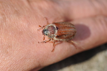 Maikäfer