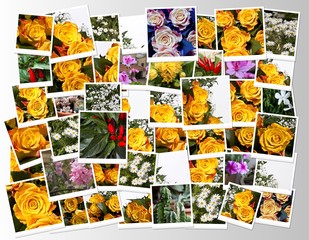 Collage di fotografie di fiori