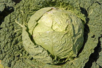 Chou de Milan, Brassica oleracea 'Daphné'