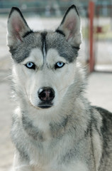 portrait of young husky