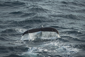 Western Australia waters, diving humpback whale