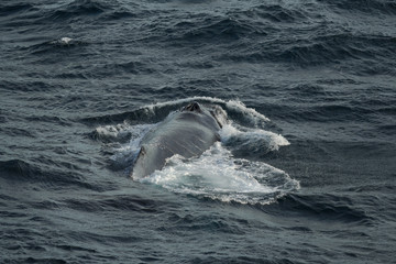 Obraz premium Humpback whale taking a dive offshore west coast of Australia