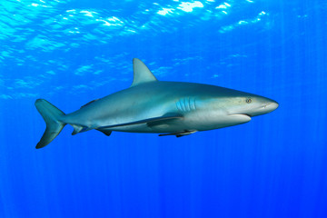 Gray Reef Shark (Carcharhinus amblyrhynchos)