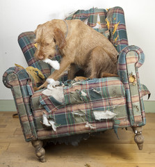 Dog demolishes chair