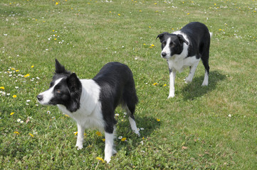 BORDER COLLIE