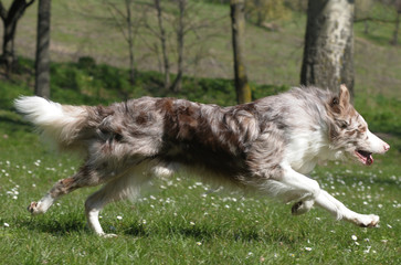 BORDER COLLIE.