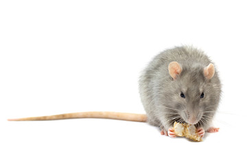 Rat isolated on white