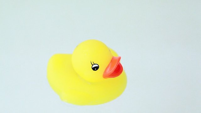 closeup of toy duckling  with color lights flashes floats water