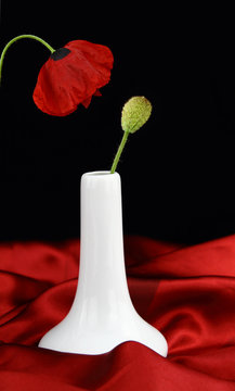 White Vase With Bud Poppy Flower