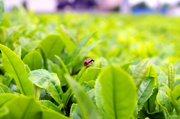 お茶畑のテントウムシ/無農薬