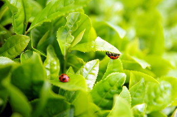 お茶畑のテントウムシ/無農薬