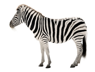 Fototapeta na wymiar Magnificent zebra na białym tle